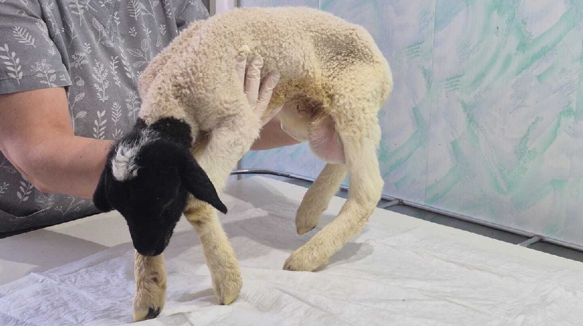 Саратовские ветеринары прооперировали новорожденного ягненка с крупной грыжей Саратовские ветеринары прооперировали новорожденного ягненка с крупной грыжей